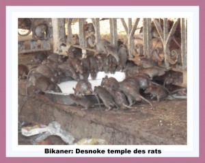 Bikaner Desnoke  -temple des rats