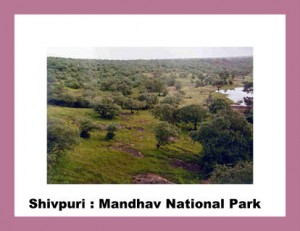 shivpuri mandhav national park